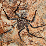 Selenops ansiae female